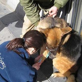 ¿Quién controla al controlador? Los perros en el metro y …
