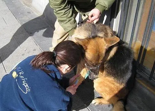¿Quién controla al controlador? Los perros en el metro y la denuncia de malos tratos