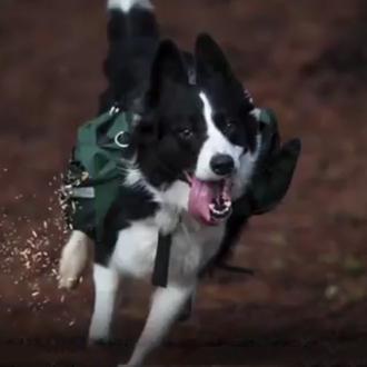 La labor de los perros en caso de incendio: investigadores …