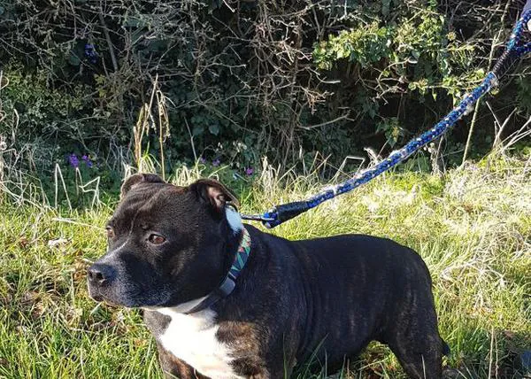 La historia de un perro que fue abandonado porque su dueña no tenía ni casa ni dinero