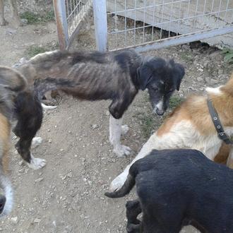 Suma tu firma para ayudar a los perros callejeros en …