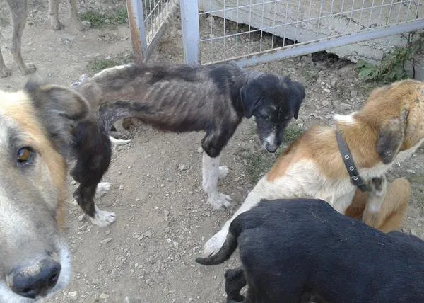 Suma tu firma para ayudar a los perros callejeros en Lesbos
