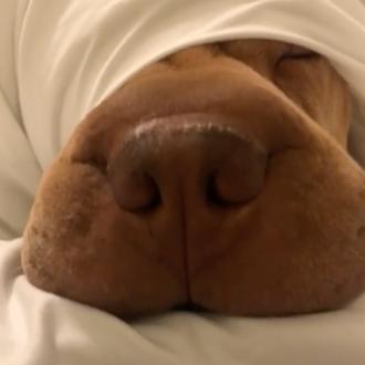 Ava, la amorosa Shar Pei que necesita ser arropada para …