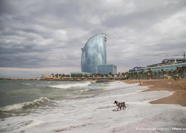 Gran movilización para lograr que Barcelona tenga una playa oficialmente perruna