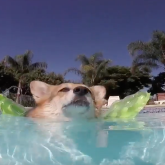 Estrategias perrunas (y payasas) para disfrutar en la piscina
