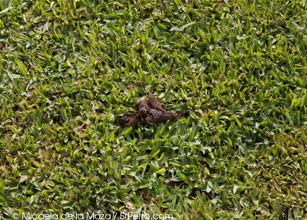 Guerra a las cacas de perro en A Coruña