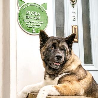 Placas conmemorativas de perros especiales, una nueva iniciativa para celebrar …