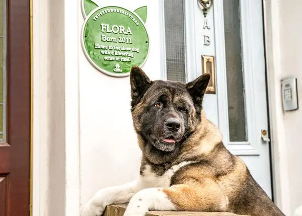 Placas conmemorativas de perros especiales, una nueva iniciativa para celebrar las vidas caninas