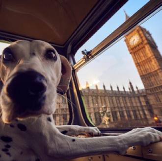 Un autobús turístico para perros y humanos recorre Londres
