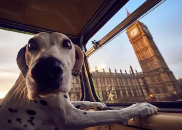 Un autobús turístico para perros y humanos recorre Londres