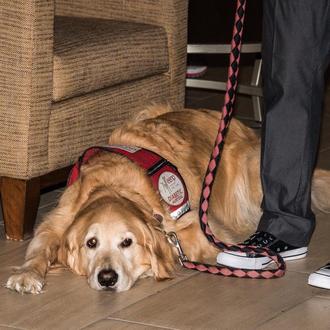 Superpower Dogs: la historia de Duncan y otros perros de …