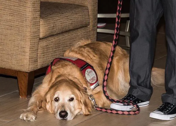 Superpower Dogs: la historia de Duncan y otros perros de alerta médica para diabéticos