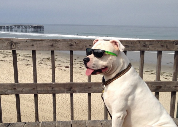 El perro-playa más cool: la historia de Guero y sus gafas
