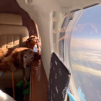 ¿Volar, en cabina, con un Gran Danés, un Golden Retriever …