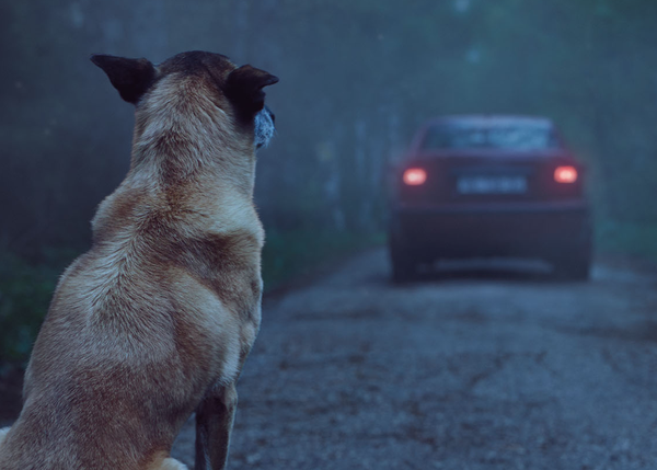 Impactante Anuncio Contra El Abandono De Perros La Fidelidad