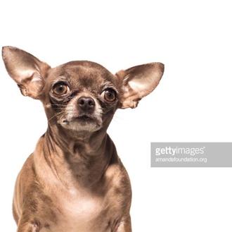 imágenes de canes y mininos en adopción convertidas en fotos …