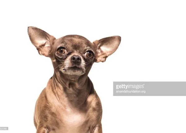 imágenes de canes y mininos en adopción convertidas en fotos de stock para ayudar a otros animales