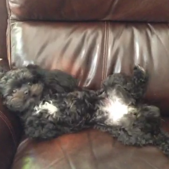 Instantes perrunos para animar a los humanos: perros en Vine