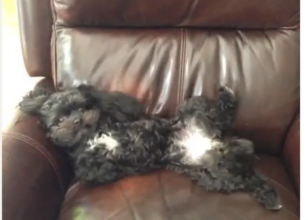 Instantes perrunos para animar a los humanos: perros en Vine