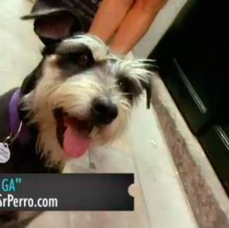 SrPerro en Escenario Madrid: el vídeo (de Colega en la …