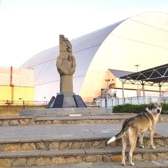 ¿Cómo están los perros de Chernóbil tras la ocupación rusa?