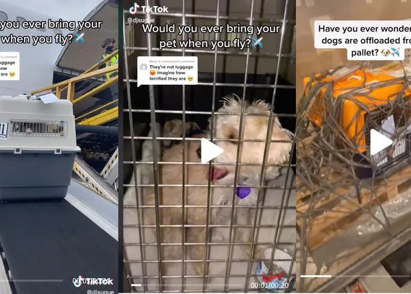 Un trabajador del aeropuerto muestra vídeos de cómo suben y bajan a los perros de la bodega del avión