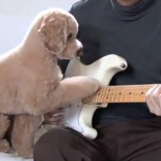 Mocha, el caniche con más ritmo: el perro guitarrista