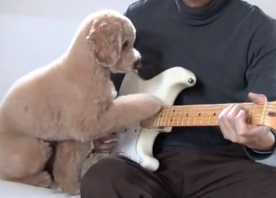 Mocha, el caniche con más ritmo: el perro guitarrista