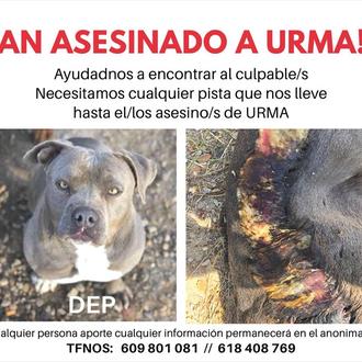 Roban y matan a una perra que estaba en la …
