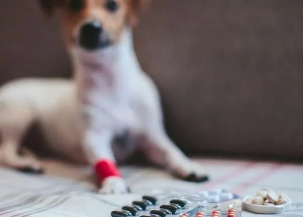 La crisis de los opiáceos en EEUU también afecta a los perros: hay quien los lesiona para conseguir drogas