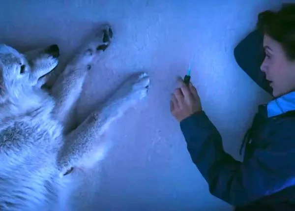 Kate Walsh (Anatomía de Grey & Sin Cita Previa), se convierte en veterinaria en un potente y premiado corto sobre la salud mental