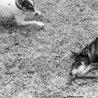 Manual de instrucciones para humanos perrunos novatos y decálogo del …