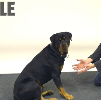 AbraCANdabra: el mejor truco de magia para perros, un vídeo …