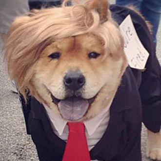 La peculiar relación de Donald Trump con los perros: ¿sólo …