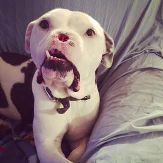 Apollo, un Pit Bull brutalmente maltratado que ahora es el …