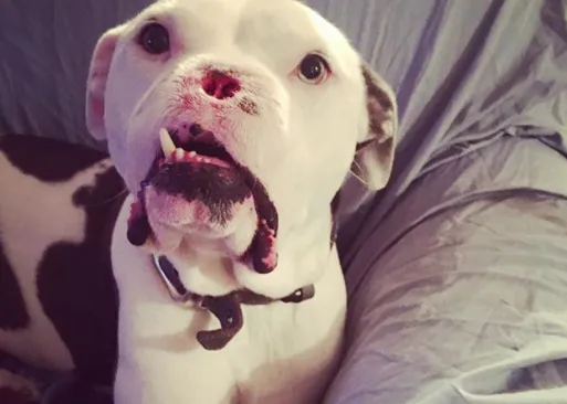 Apollo, un Pit Bull brutalmente maltratado que ahora es el can más mimado y mimoso del mundo