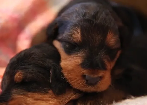 ¿Necesitas un momento de relax? Un vídeo de cachorritos durmiendo plácidamente