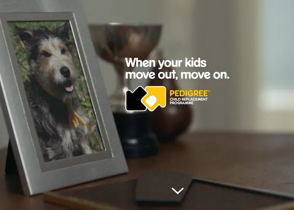 Cuando la casa se queda vacía, los hijos se van fuera... ¡aprovecha, adopta a un perro!