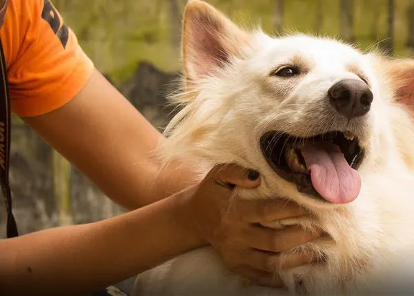 Así dan de comer a 1000 perros: el día a día en la protectora que lucha por ayudar a los animales en Tailandia