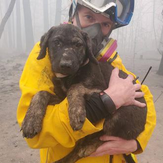 Una pequeña y peluda historia feliz entre la devastación de …