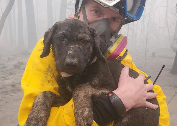 Una pequeña y peluda historia feliz entre la devastación de los incendios forestales del oeste de EEUU