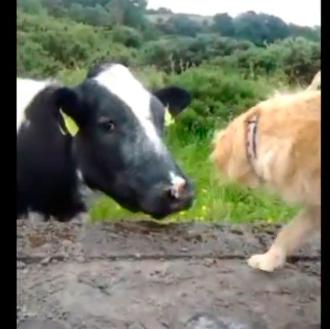 El romance (fallido) de la vaca y el perro