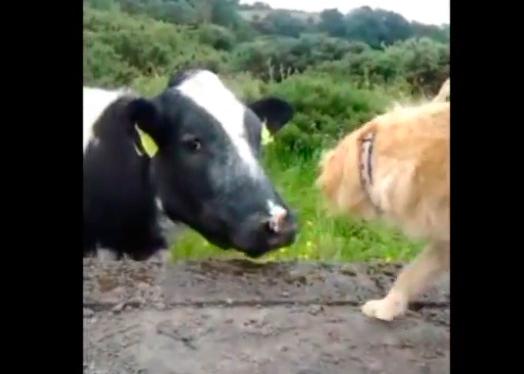El romance (fallido) de la vaca y el perro