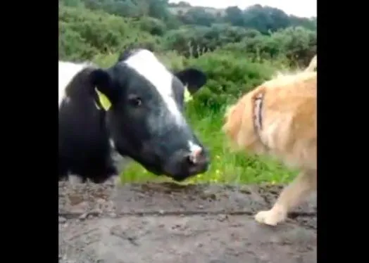 El romance (fallido) de la vaca y el perro