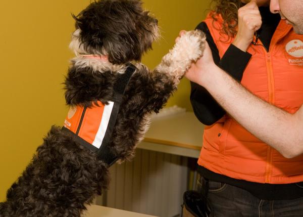 Los beneficios de las terapias con perros en adolescentes tutelados avalados científicamente: el programa Buddies