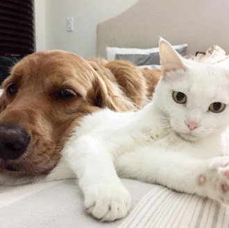 La gran amistad entre un minino rescatado y su 