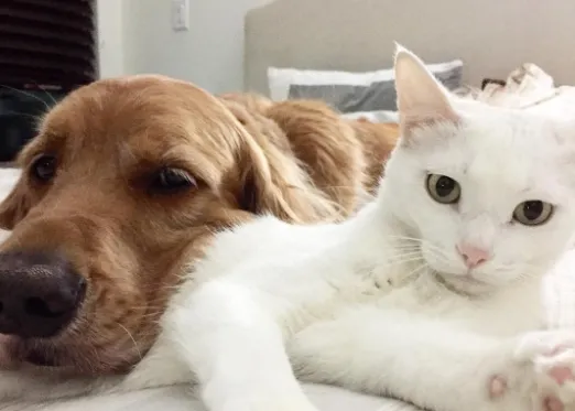 La gran amistad entre un minino rescatado y su 