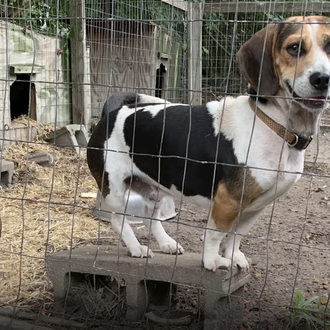 La primera Navidad de mimos y sofá para un perro …