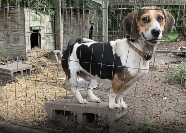 La primera Navidad de mimos y sofá para un perro que (mal)vivía solo en un cercado