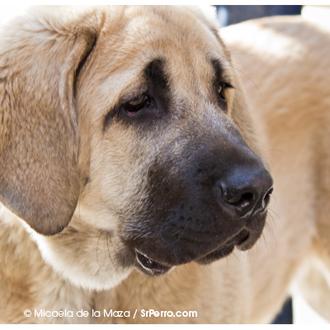 Cachorros o perros grandotes, adolescentes o senior: necesidades nutricionales a …